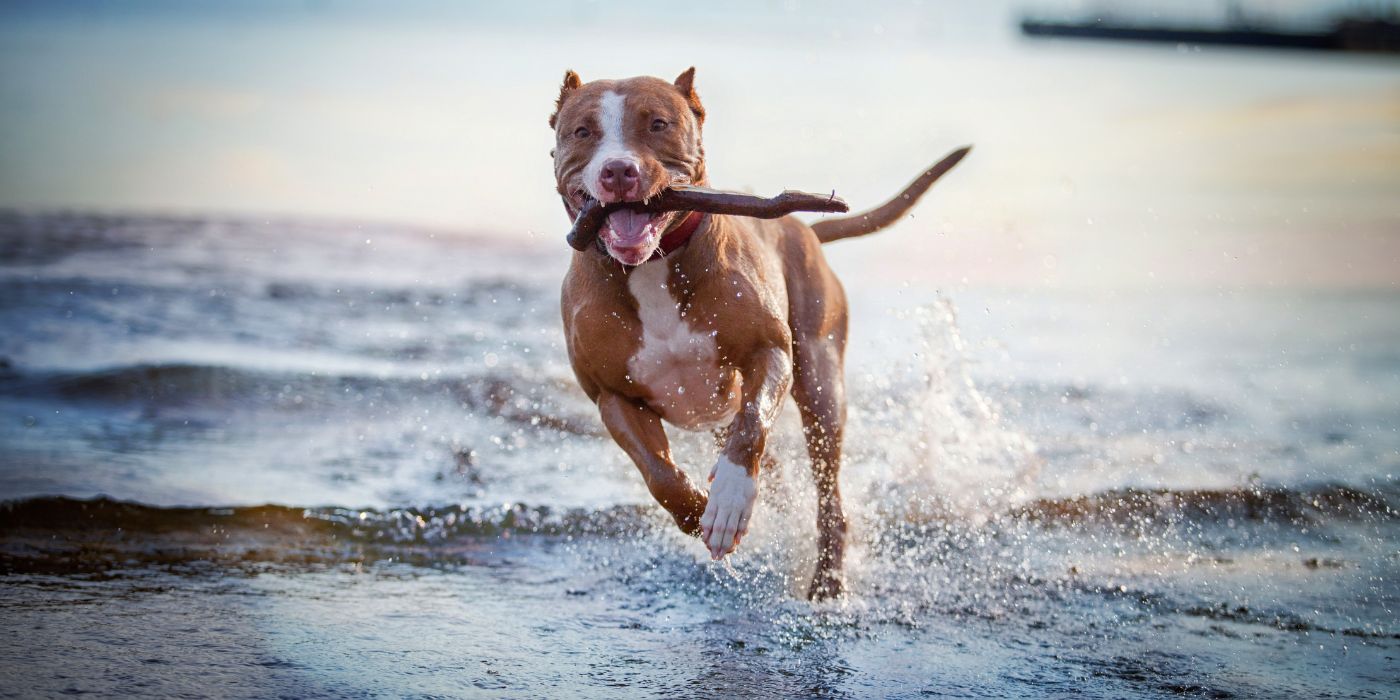 pet insurance img
